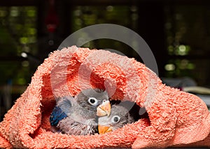 Baby lovebirds in cloth nest on table in house