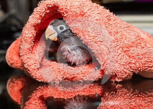 Baby lovebirds in cloth nest on table in house