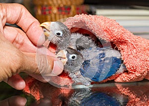 Baby lovebirds playing with the guy's hand on table in house