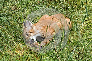 Baby lynx eating