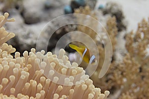 Red Sea Anemonefish in Ritteri Anemone in Red Sea