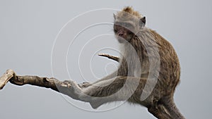 Baby Macaca fascicularis (kera ekor panjang, monyet ekor panjang, long-tailed macaque) on the tree photo