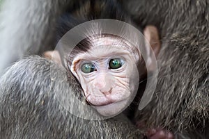 Baby macaque