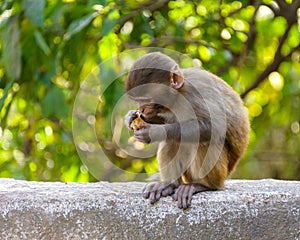 A baby macaque eating an orange