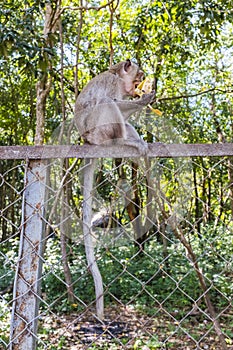 Baby macaque monkey eating fruit