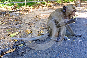 Baby macaque monkey eating fruit