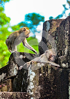 Baby macaque, one of many playing around the puddle of Angkor. photo