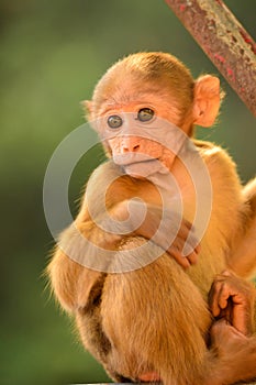Baby macaque sitting in a tree