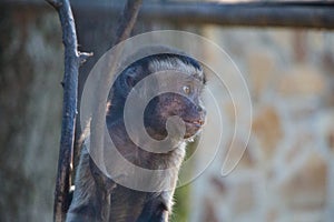 Baby macaque. Taigan. Crimea