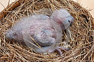 Baby macaw