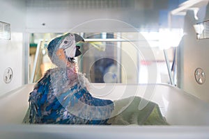 Baby macaws parrot in incubators photo