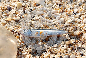 a baby mackerel stranded on the shore