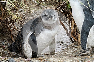 Baby magellanic penguin looking