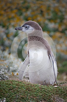 Baby Magellanic penguin looking left