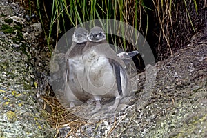 Baby Magellanic Penguin Twins Outside Their Nest
