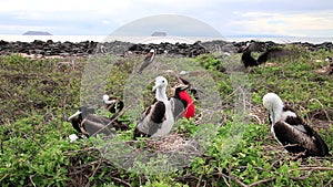 Baby Magnificent Frigatebirds sitting in nests on North Seymour Island, Galapagos National Park, Ecuador