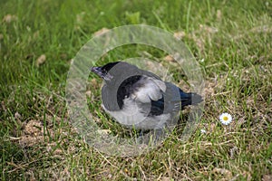 Baby Magpie or Pica Pica sitting at the grass in the park