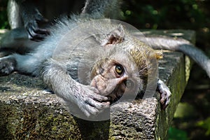 Baby Makake at the Monkey forest in Ubud