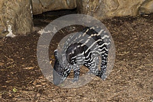 A baby Malayan Tapir in his pen