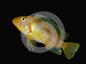 Baby Male Kenyi Cichlid Ad Ready