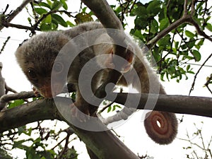 Baby Male Spotted Cuscus