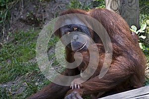 Baby male Sumatran orangutan snuggling in his mothers arms