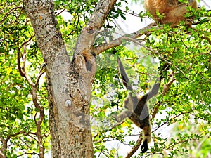 Baby male white-cheeked gibbon in zoo