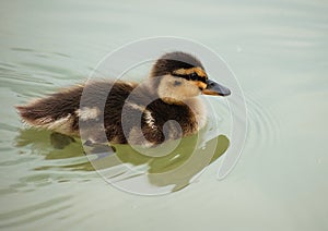 Baby mallard