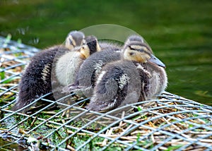 Baby Mallard Duck (Anas platyrhynchos) in North America