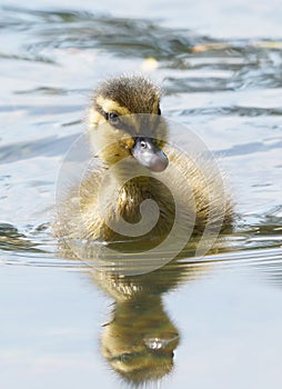 Baby Mallard Duck Duckling - Anas platyrhynchos