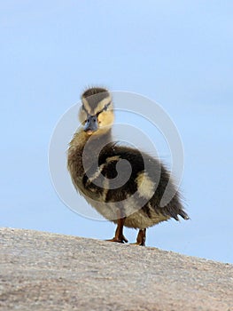 Un bambino anatra 