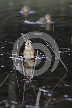 Baby Mallard ducklings feasting on a blade of grass