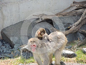 Baby and mama snow monkey