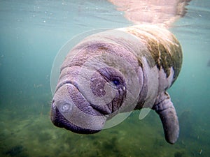 A baby manatee swimming in warm springs in Crystal River, Florida.