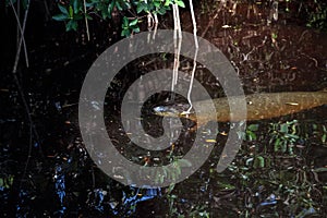 Baby manatee trichechus manatus latirostris