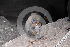 Baby Mandrill Ape At The Artis Zoo Amsterdam The Netherlands