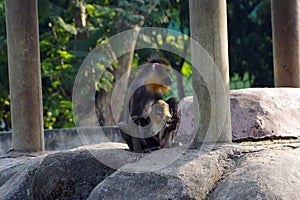 A baby mandrill with her mother mandrill at the zoo.