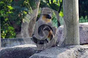 A baby mandrill and mother mandrill at the zoo.