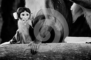 Baby mangabey monkey eating