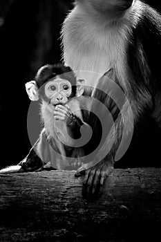 Baby mangabey monkey eating