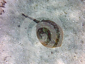 Baby Manta in Mexican Snorkling Reef