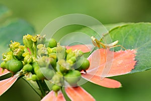 A baby mantis stays on Euphorbia cyphophora