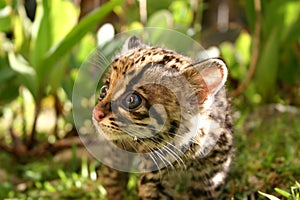 Baby Margay photo