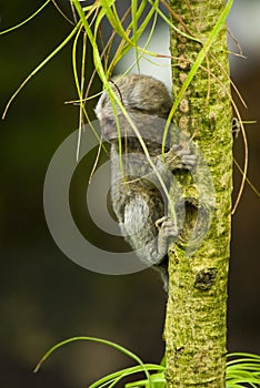 Baby Marmoset monkey clinging on a branch