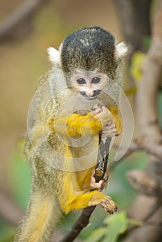 Baby Marmoset monkey clinging on a branch