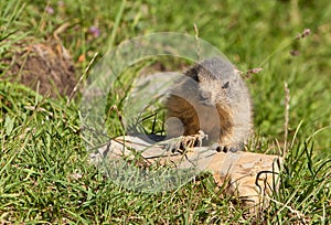 The Baby MarmotÂ´s excursion