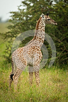 Baby Masai giraffe in grass eyeing camera