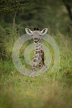 Baby Masai giraffe lies in long grass