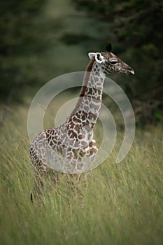 Baby Masai giraffe stands in long grass