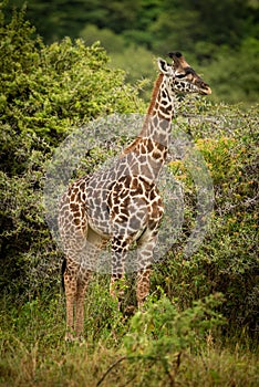 Baby Masai giraffe stands near thorn trees